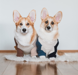 Pembroke Welsh Corgi Puppies For Sale - Pilesgrove Pups